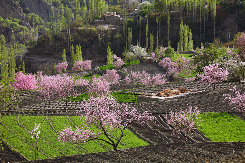 Cherry Blossom Tour to Hunza Valley, Pakistan